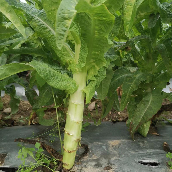 Jade Stem Lettuce Seeds, 10g
