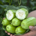 Yellow River' Chinese Vegetable Melon Seeds, 50 Seeds