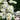 Shasta Daisy, 1g