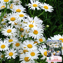 Shasta Daisy, 1g