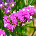 Wavyleaf Sea Lavender (Purple-red) Seeds, 200 Seeds