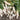 'Zao Luobo No. 13' White Radish Seeds, 20g