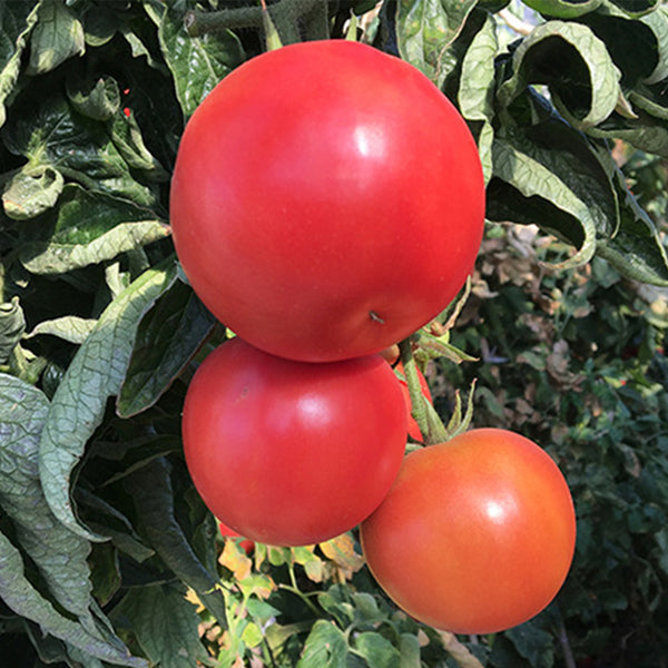 Provence Tomato Seeds, 20 Seeds
