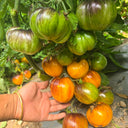 918 Orange Caramel Tomato, 5 Seeds