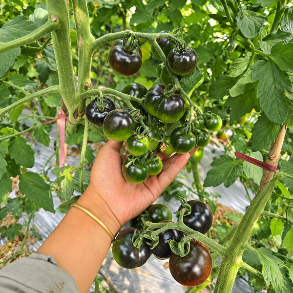 326 Blueberry Blues F1 Tomato, 5 Seeds