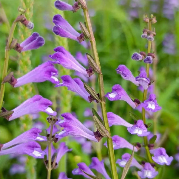 Barbed Skullcap, 100 Seeds