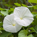 Moonflower, 3 Seeds