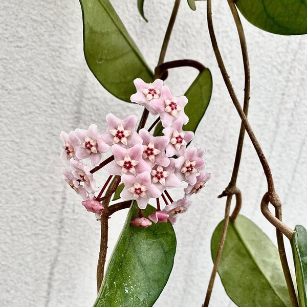 Hoya commutata, 1 Cutting