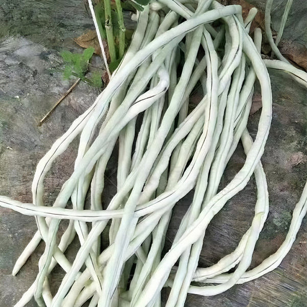 'Jiemei' Tianzhu White Long Bean Seeds, 20g