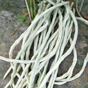 'Jiemei' Tianzhu White Long Bean Seeds, 20g