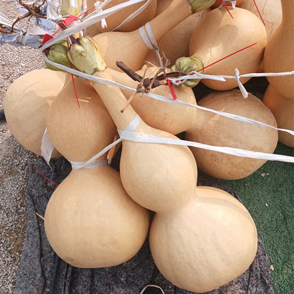 Extra Large Waist Gourd, 5 Seeds