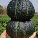 Moxiang BeiBei Pumpkin Seeds, 20 Seeds
