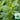 Spearmint Mint, 1000 Seeds