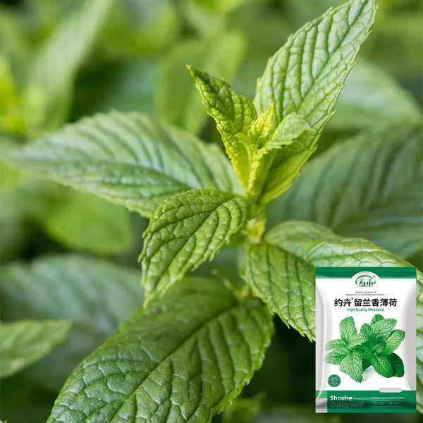 Spearmint Mint, 1000 Seeds