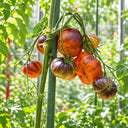 446 Alice's Dream Tomato, 5 Seeds