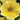 U2332 Caliburst Yellow F1 Petchoa, 5 Seeds