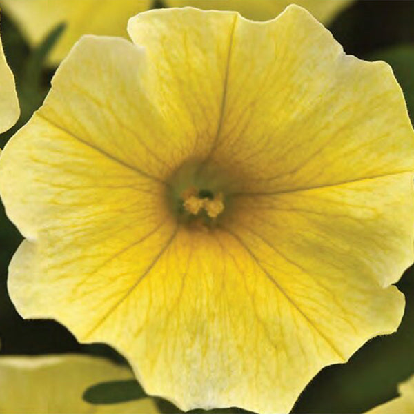 U2332 Caliburst Yellow F1 Petchoa, 5 Seeds