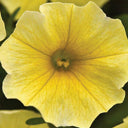 U2332 Caliburst Yellow F1 Petchoa, 5 Seeds