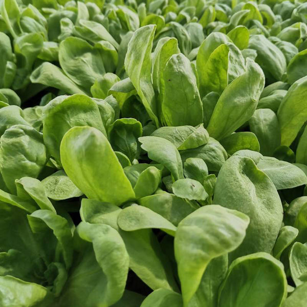 Large-Leaf Chrysanthemum Greens, 1000 Seeds