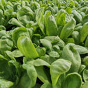 Large-Leaf Chrysanthemum Greens, 1000 Seeds