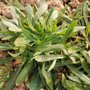 Noodle Vegetable Seeds, 10g