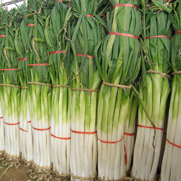 Zhangqiu Green Onion Seeds, 10g