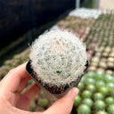Feather Cactus, 3-4cm