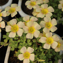 Oxalis obtusa Series Bulb - 'Lemon Green', 6 Bulbs