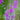 Purple Loosestrife Seeds, 500 Seeds