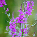 Purple Loosestrife Seeds, 500 Seeds