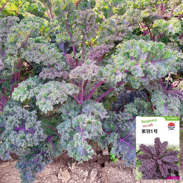 Ziyu No. 1 Kale Seeds, 2g