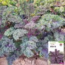 Ziyu No. 1 Kale Seeds, 2g