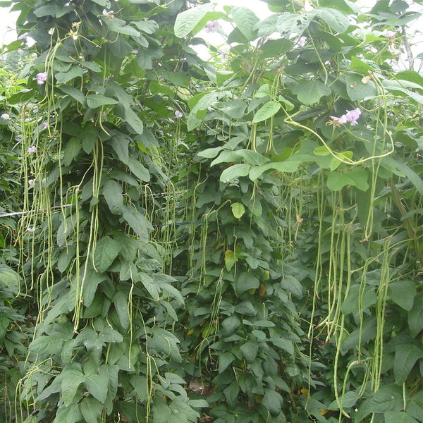 Ningjiang No.3 Yardlong Bean Seeds, 5 × 10g Bags