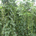 Ningjiang No.3 Yardlong Bean Seeds, 5 × 10g Bags