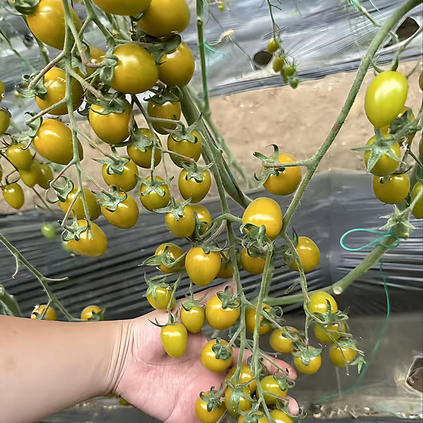 Qingguo Qingcheng F1 Tomato, 5 Seeds