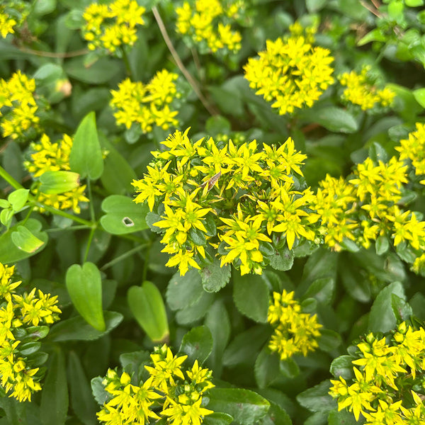 Sedum aizoon, 200 Seeds