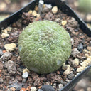 Pseudolithos migiurtinus Live Cactus