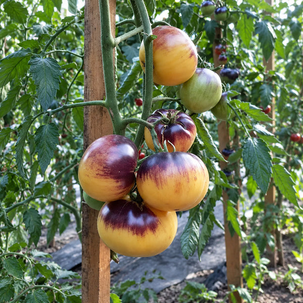 336 Great White Purple Tomato, 5 Seeds