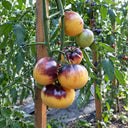 336 Great White Purple Tomato, 5 Seeds