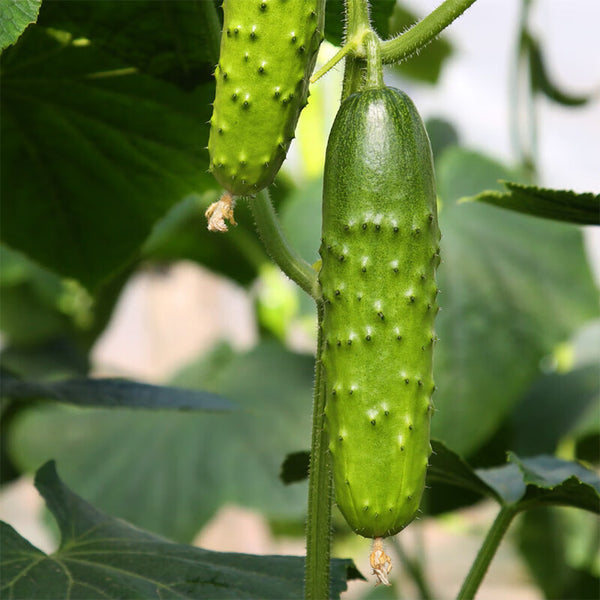 'Cuimei 188' Mini Cucumber, 100 Seeds