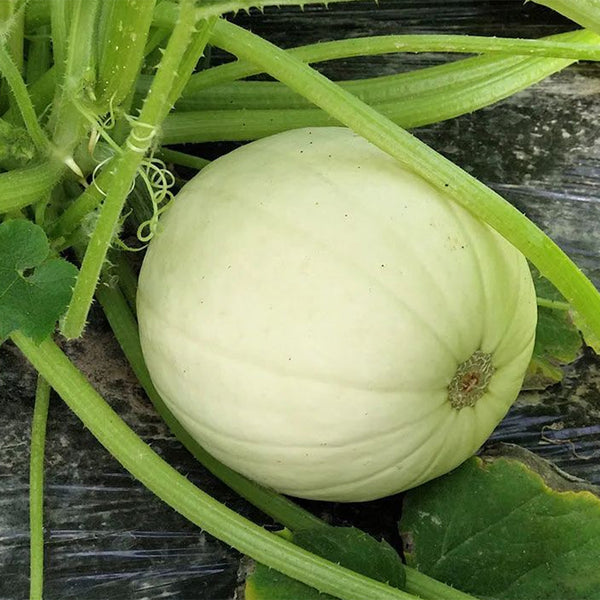Golden Thread Squash Seeds, 10g
