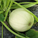 Golden Thread Squash Seeds, 10g