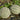 No.8 Red Cantaloupe Hybrid, 50 Seeds