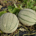 No.8 Red Cantaloupe Hybrid, 50 Seeds