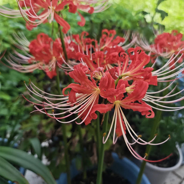 Hubei Lycoris, 1 Bulb