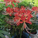 Hubei Lycoris, 1 Bulb
