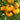 461 Azoychka Tomato, 5 Seeds