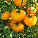 461 Azoychka Tomato, 5 Seeds
