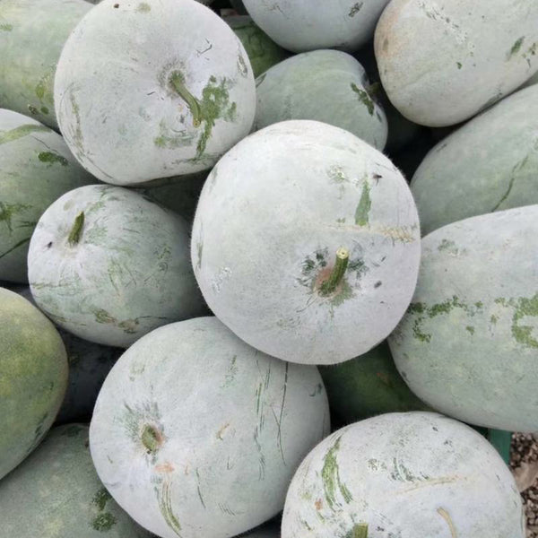 Beijing Chuanling No. 8 Wax Gourd Seeds, 10g