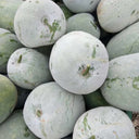 Beijing Chuanling No. 8 Wax Gourd Seeds, 10g
